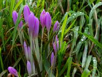 Blütenansammlung im hohen Gras nach Regen